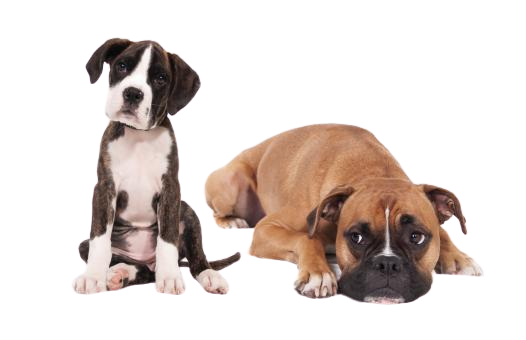 Completed hound reminder